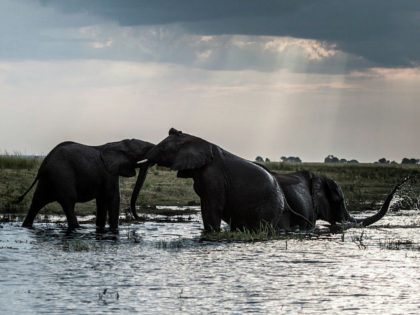 Elephants splash at sunset in the waters of the Chobe river in Botswana Chobe National Park, in the north eastern of the country on March 20, 2015. African elephants could be extinct in the wild within a few decades, experts warned on March 23, 2015 at a major conservation summit …