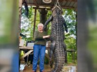gator gator