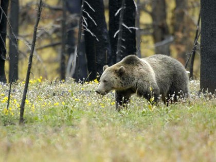 grizzly bear / grizzlies