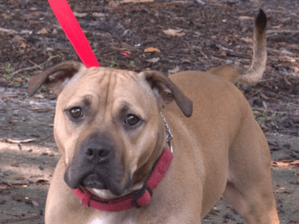 Police near Ontario, Canada busted a dog fighting ring in 2015. His mother was pregnant with Dallas and his siblings at the time. Dogs labels as pit bulls are banned, according to the Ontario Ministry of the Attorney General, so Dallas was at risk of being put down in a …