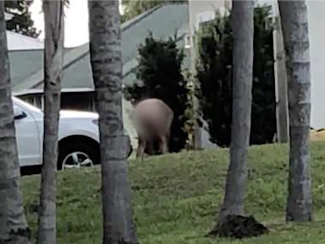 A Florida man doing his yard work while in the nude has infuriated his neighbors for three