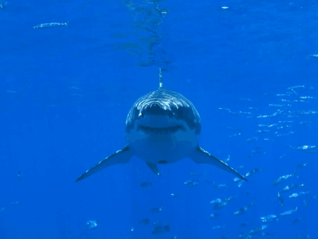 White shark populations in the Atlantic and Pacific are growing