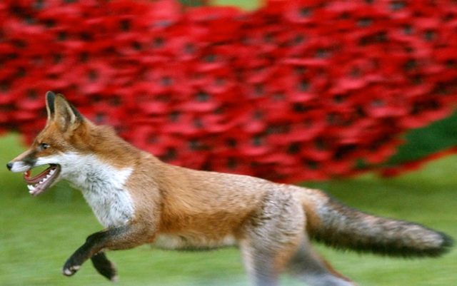 London serial cat killer turns out to be a fox