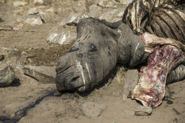 S.Africa rhino poaching drops by a quarter