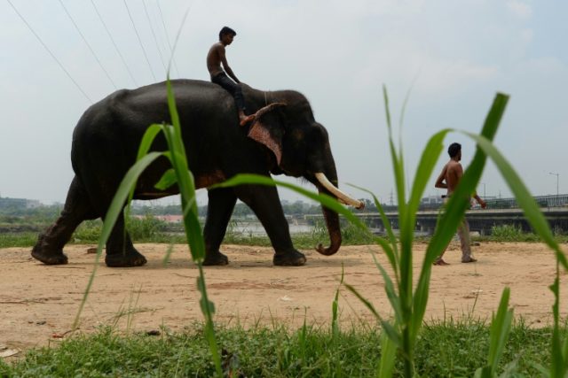 Delhi's last elephants await marching orders