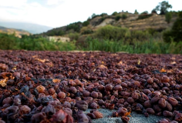 Cyprus toasts harvest of the 'wine of gods'