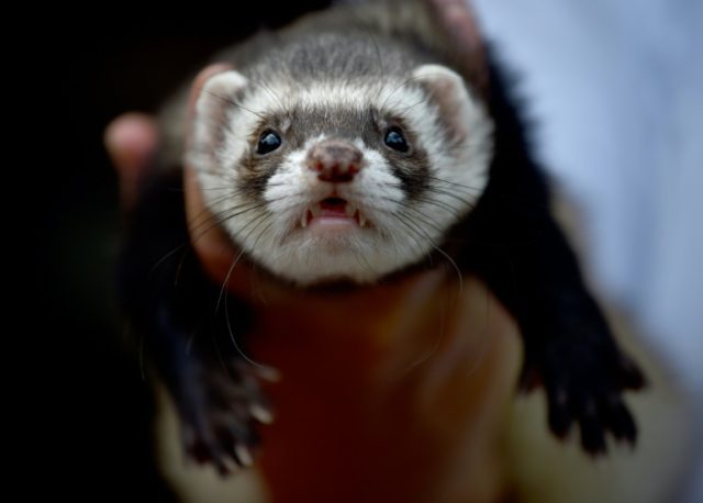 What Brexit could mean for your ferret