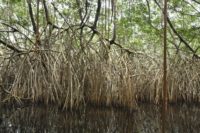 Wetlands are being lost three times faster than forests, and the impact on accelerating climate change could be devastating, the Ramsar Convention has warned