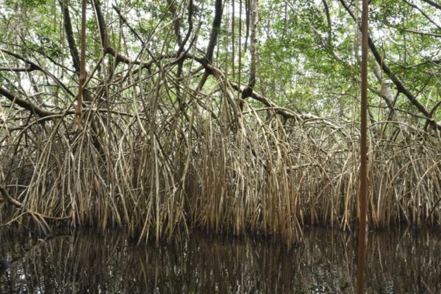Wetlands disappearing three times faster than forests: study