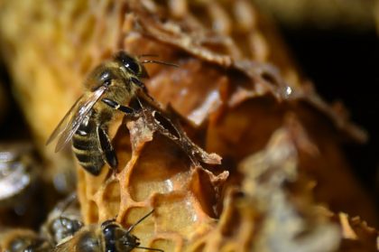 Austrian fruit grower sentenced over bee deaths