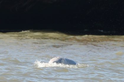 Arctic beluga whale 'swimming strongly' in Thames estuary