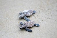 Hawksbill turtles are considered critically endangered