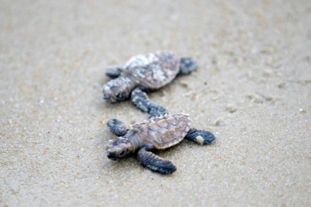 Over 300 endangered turtles hatch in Singapore