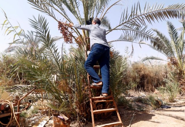 Conflict and drought ravage Iraq's prized date palms