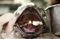 Scientists warn that stocks of bigeye tuna -- a fatty and fast-swimming predator -- could crash within a decade or two