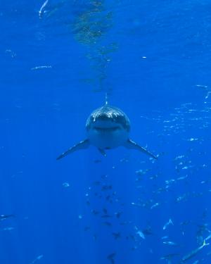 Researchers use eDNA to detect great white sharks