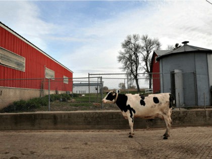 American Dairy Farm