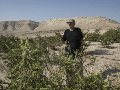 In this Monday, Sept. 17, 2018 photo, Guy Erlich shows off his farm in Almog, an Israeli settlement and kibbutz near the northwestern shores of the Dead Sea in the Jordan Valley, in the West Bank. Erlich is cashing in by producing exotic honey from a rare tree that produces …