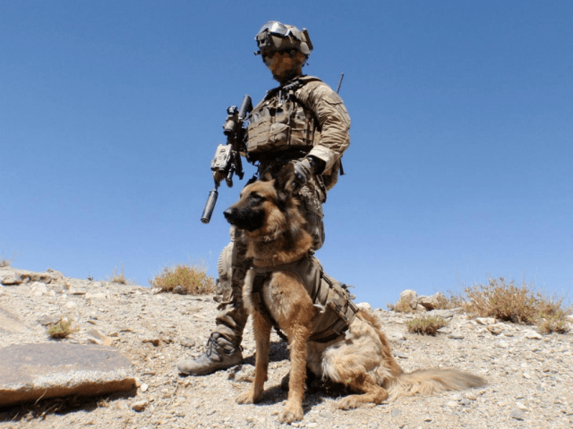 Australian Army special operations military working dog 'Kuga' from the Special Air Servic