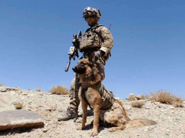 Australian Army Working Dog Awarded Highest Gallantry Honor