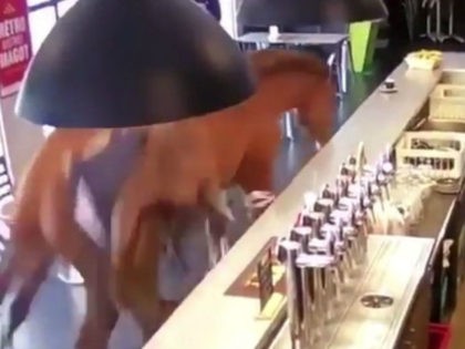 A runaway racehorse ran into a French bar, managing to escape from her handler to mingle w
