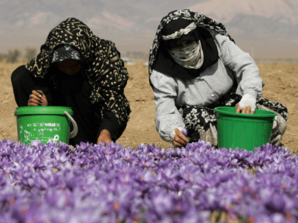 Iranian women wearing chadors pick saffron flowers on a farm in Shahn Abad village, near the town of Torbat-e Heydarieh, northeast of Iran, 31 October 2006. Despite Iran's status as the undisputed heavyweight champion of the saffron world, it has yet to realize the full economic potential of the 3,000 …