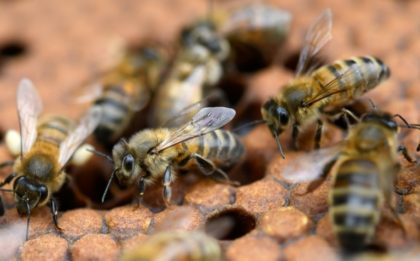 Magic mushrooms? How fungi could help bees fight disease