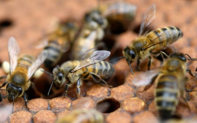 The UN warned last year that bees were at risk of global extinction -- but new research suggests fungi extracts could effectively inoculate bees against some of the most devastating viruses attacking them Magic mushrooms? How fungi could help bees fight disease