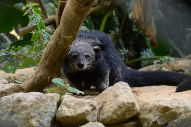 Thai official suspended after being caught with bearcat carcasses, weapons