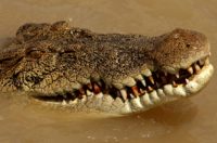 Australia is home to freshwater and saltwater crocodiles with the more feared 'salties' (pictured) growing up to seven metres long