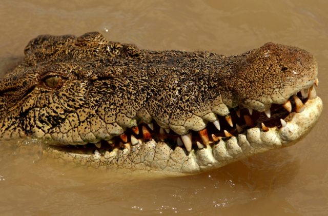 Woman's body found after Australian crocodile attack