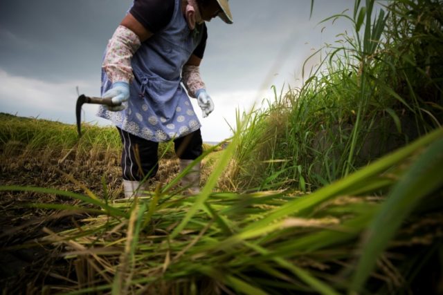 Grain pain: Japan's ageing rice farmers face uncertain future