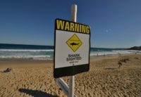 Shark attacks are becoming more common off Australia, although they are rarely fatal