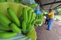 Workers at a banana plantation in Ecuador which is fighting to hold prices steady