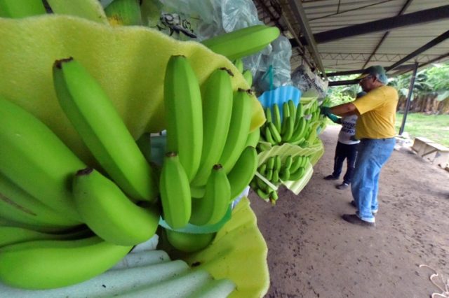 Ecuador to rally banana exporters in bid to defend prices
