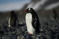 Gentoo penguins build nests of pebbles to incubate their eggs