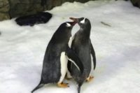 Male gentoo penguins Sphen and Magic have successfully incubated a baby chick and are 'doting' on their tiny offspring, say staff at an Australian aquarium