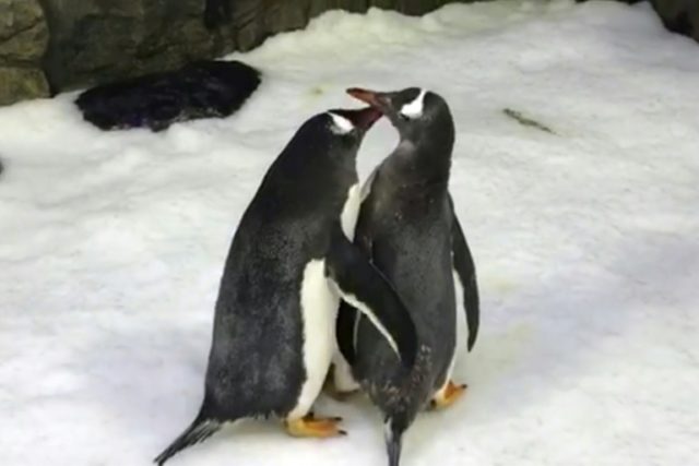 Daddy cool: Same-sex penguin couple become parents