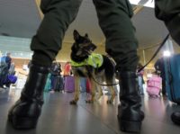 Dogs can be trained to sniff out malaria: researchers