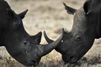 The trade of rhinos, tigers, and their related products will be allowed in China under "special" circumstances