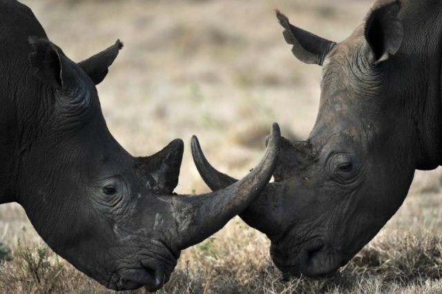 China permits limited trade of rhino, tiger goods