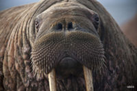 As sea ice melts, agency says harm to walruses not proven