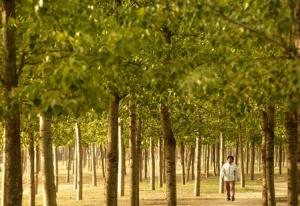 Biodiverse forests store double the carbon of monoculture forests