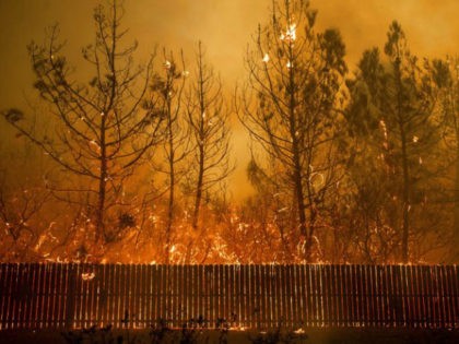 Flames climb trees as the Camp Fire tears through Paradise, Calif., on Thursday, Nov. 8, 2018. Tens of thousands of people fled a fast-moving wildfire Thursday in Northern California, some clutching babies and pets as they abandoned vehicles and struck out on foot ahead of the flames that forced the …