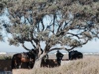 US Border Patrol take a break with their horses underneath a tree at Friendship Park in San Diego, California near the border fence that divides the US and Mexico on November 16, 2018. - The Central American migrant caravan trekking toward the United States converged on the US-Mexican border on …