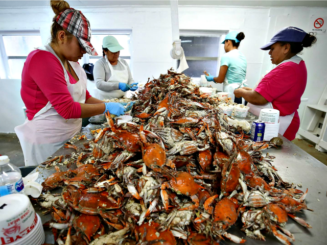 Pickers at the W.T. Ruark Seafood Co., in Hoopers Island, Maryland.