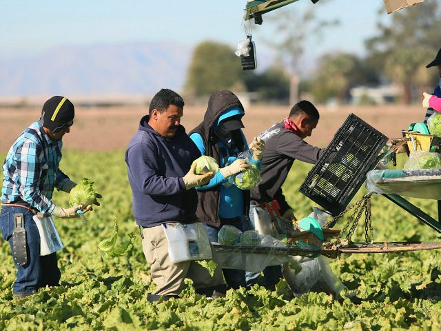 Mexican farm workers harvest lettuce in a field outside of Brawley, California, in the Imperial Valley, on January 31, 2017. Many of the farm workers expressed fears that they would not be able to continue working in the United States under the President Trump's administration. / AFP / Sandy Huffaker …