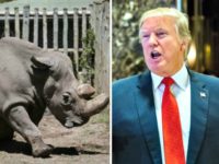 Rhino, Trump Rhino, Trump