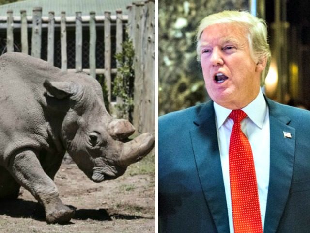 Rhino, Trump