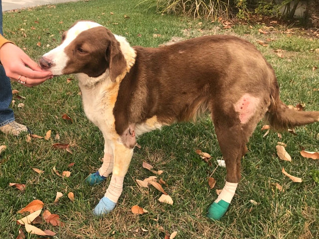 Dog Who Survived ‘Camp Fire’ Found Protecting Last House Left on Block